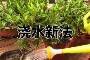 家庭水养栀子花全攻略（如何在家里成功养活栀子花）