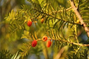 探究红豆杉是否为被子植物（红豆杉的分类、特征和生长习性）