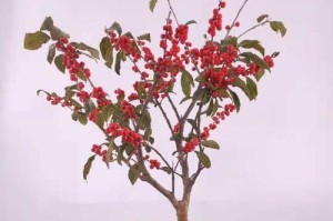 室内种植冬青的全攻略（冬青）