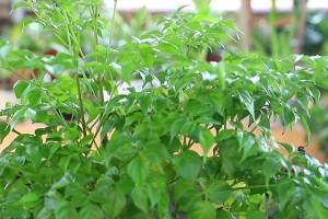 幸福树开花时间及花期（探讨幸福树的开花规律与养护技巧）