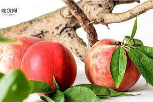 冰箱存储下的秘密——能否放入桃子？（解析桃子在冰箱存储的注意事项）