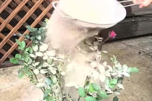 如何处理水里有虫的花朵？（保护养花爱好者的助手指南）