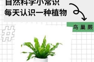 如何处理鸟巢蕨叶子发软问题（预防和修复技巧，以及关键护理方法）