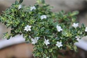 六月雪的花语与寓意（清新优雅、神秘脆弱——探寻六月雪花的象征意义）