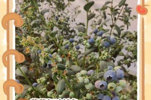 蓝莓树冬季种植的技巧（寒冬中打造蓝莓繁茂的家园）