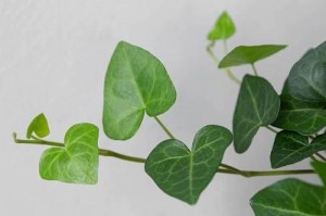 长青藤室内养护宝典（打造绿意盎然的室内植物天堂）