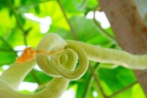 蛇豆种植指南（掌握蛇豆种植时间和方法，轻松打造丰收之路）