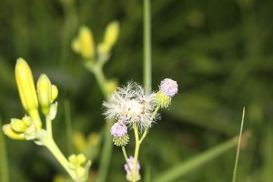 探秘与蒲公英相似的草（从形态、生长环境、用途等方面进行比较研究）