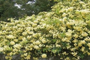 木香花一年开几次花？（探究木香花开花周期与养护方法）