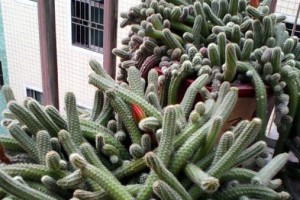 仙人指的奥秘——为什么不开花？（探索仙人指的生命方式与进化机制）