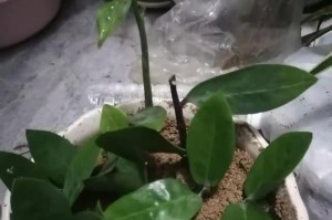 金钱树的浇水技巧（让你的金钱树茁壮成长的关键）
