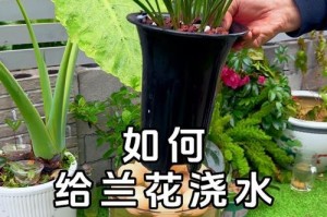 蝴蝶兰的浇水技巧（掌握正确的浇水方法，让蝴蝶兰健康茁壮）