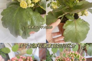 长寿花养护指南（家里常见的室内观叶植物）