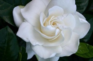 开花好养的花卉大盘点（选对这些花，就不用担心养不活啦！）