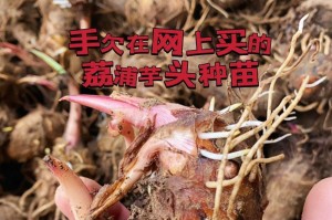 芋头苗可以移栽吗？（探讨芋头苗的移栽技巧和注意事项）