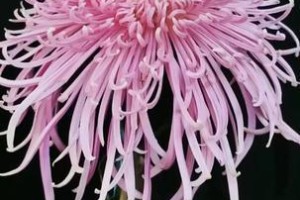 盆栽菊花的完美养殖指南（从选材到施肥，一步步教你如何养殖健康的盆栽菊花）