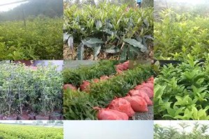 如何防治桂花树病虫害（技术与方法措施详解）