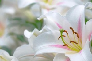 百合的象征意义（探究百合所代表的爱情、美丽与纯洁）
