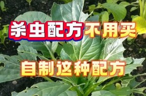 探究以鲜花杀虫剂的制作方法与应用效果（用鲜花制作绿色无毒的杀虫剂，环保又有效）