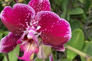蝴蝶兰——高雅的兰花之王（栽培技巧、品种分类、开花周期）
