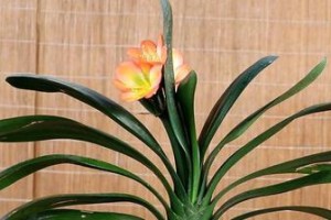 君子兰花期管理方法与要点（打造精致庭院，掌握君子兰花期关键）