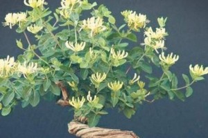 如何在冬天正确养护金银花盆栽（全面指导金银花盆栽的养护技巧，让你轻松应对冬季养护难题！）