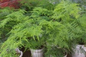 罗勒的生长条件与生态环境（探究罗勒植物的喜阳或喜阴属性，揭秘罗勒的神秘之处）