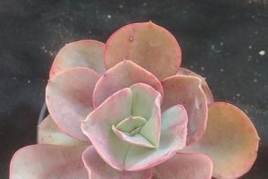 以秀妍多肉养护与修剪指南（打造多肉植物的美丽与健康生长秘籍）