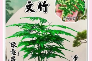 如何让文竹变绿？（关键步骤分享，让你的文竹焕发生机）