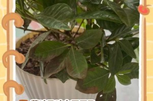 栀子花叶子中间发黑干枯怎么办？（挽救悲催栀子花叶，从根源开始）