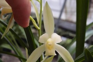 建兰为什么不开花？（探究建兰不开花的原因及解决方法）