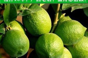 以青柠檬培育成绿植的全攻略（让你的青柠檬变身为美丽的绿植，尽在这篇指南）