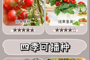 番茄的开花结果时间及注意事项（了解番茄开花结果时间，高效种植你的番茄园）