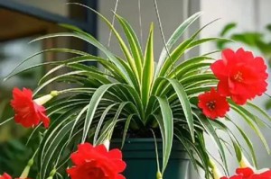 牡丹吊兰的花期与开花次数（一年开几次花？花期在哪些月份？如何护理？）
