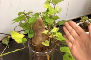 红薯盆栽的水培方法（如何种植发芽的红薯？换水的时间是多久？）