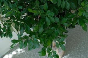 以九里香怎么养才会长得好（打造健康茂盛的九里香花园，关键在于科学养护与精心管理）