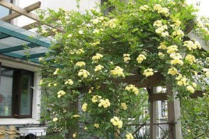 如何解决黄木香叶子发黄问题？（让你的黄木香常青常绿）