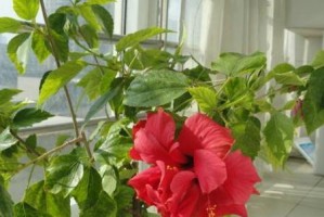 扶桑花换盆时机剖析（如何选择合适的时间为扶桑花更换盆土？）
