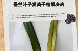 墨兰根部腐烂的防治方法（了解根部腐烂的原因，掌握有效的预防和治疗手段）