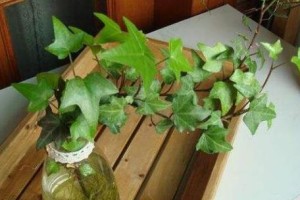 家里养常春藤的风水讲究（常春藤的美丽与风水之道）