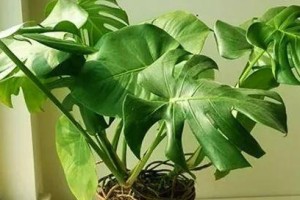 龟背竹浇水全攻略（学会正确的浇水方式让龟背竹茁壮成长）