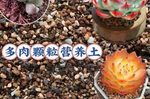 多肉的成长之道（多肉的生长条件与特性）