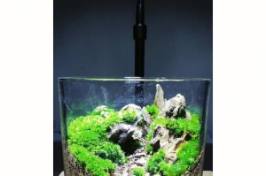 探秘苔藓的生长环境及特点（水生植物的特殊世界，苔藓的神奇生态）