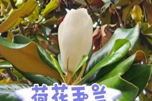 广玉兰开花时间及花期（了解广玉兰的盛开时间，欣赏盛开的美丽景象）
