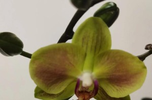 蝴蝶兰开花时间及注意事项（探秘蝴蝶兰花期和养护技巧）