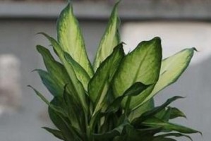 铁皮石斛到底喜阳还是喜阴？（探究铁皮石斛的生长环境与喜好）