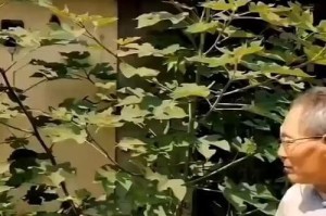 构树
