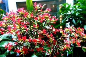 如意花的养殖指南（从种植到繁殖，一步步教你轻松打造美丽花园）