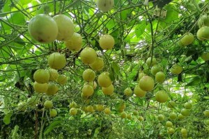 百香果树——并非一年生植物（揭开百香果树的生命周期之谜）