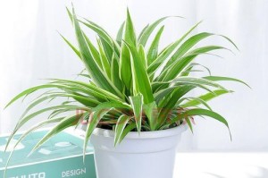 金边吊兰的水培方法：掌握这些技巧，让你的植物更健康生长